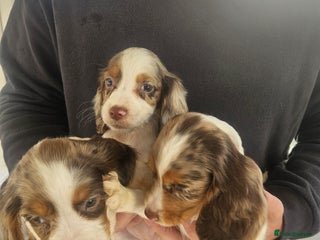 Cocker Spaniel dogs 3 Girl Working Cocker spaniel puppies - Advert 17