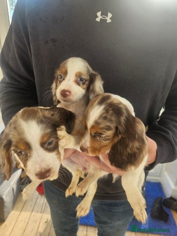 Cocker Spaniel dogs 3 Girl Working Cocker spaniel puppies - Advert 8
