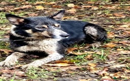 Border Collie dogs for sale: ISDS REGISTERED BORDER COLLIE PUPS - Image 8