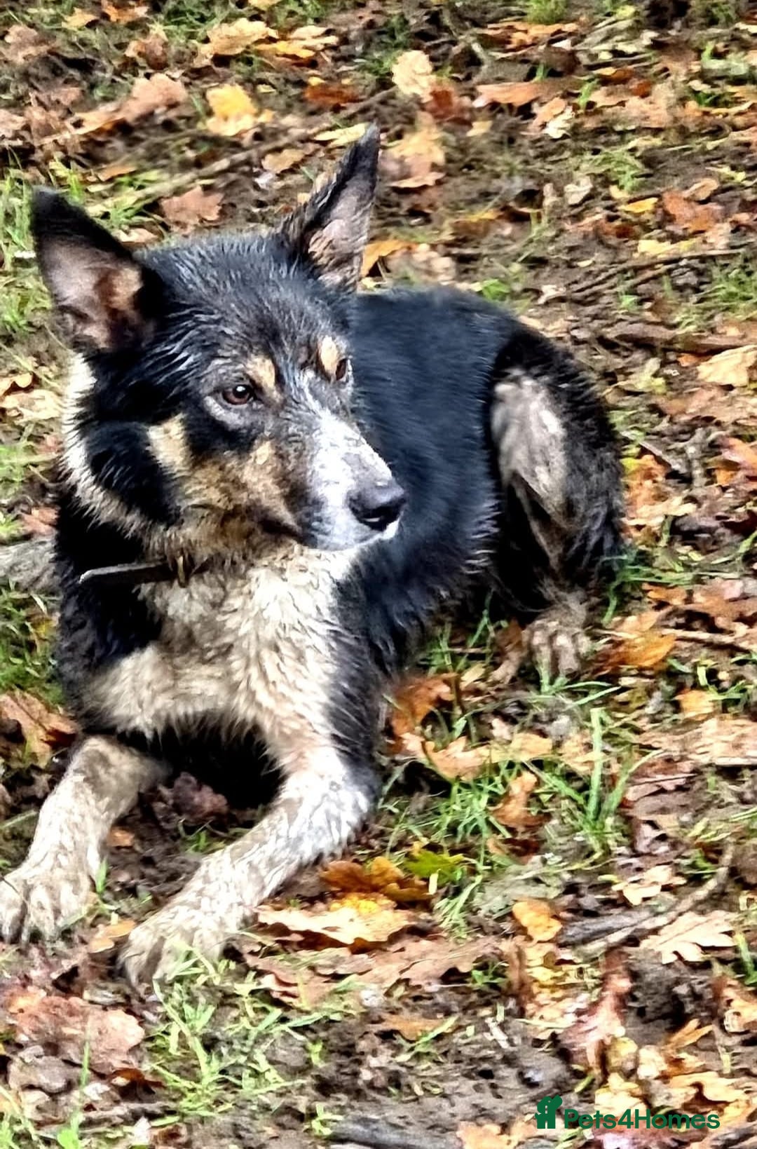 Border Collie dogs for sale: ISDS REGISTERED BORDER COLLIE PUPS - Image 8