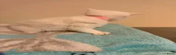 Mixed Breed cats for sale: Beautiful white kittens  - Advert 18