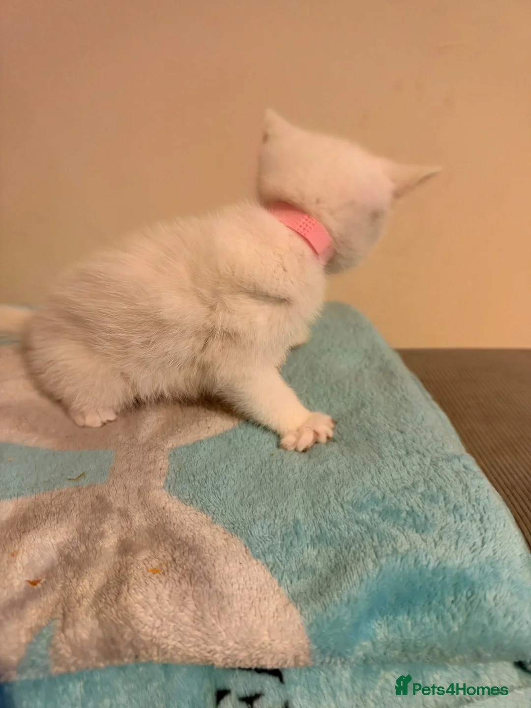 Mixed Breed cats for sale: Beautiful white kittens  - Advert 18