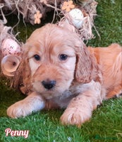 Cockapoo dogs Stunning F1 Cockapoos Available - Advert 15