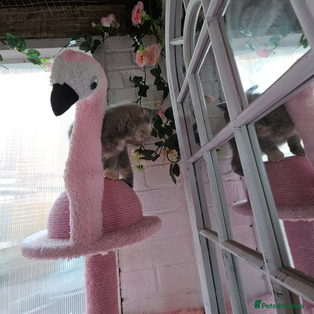 British Shorthair cats for sale: Beautiful kitten GCCF registered - Advert 6