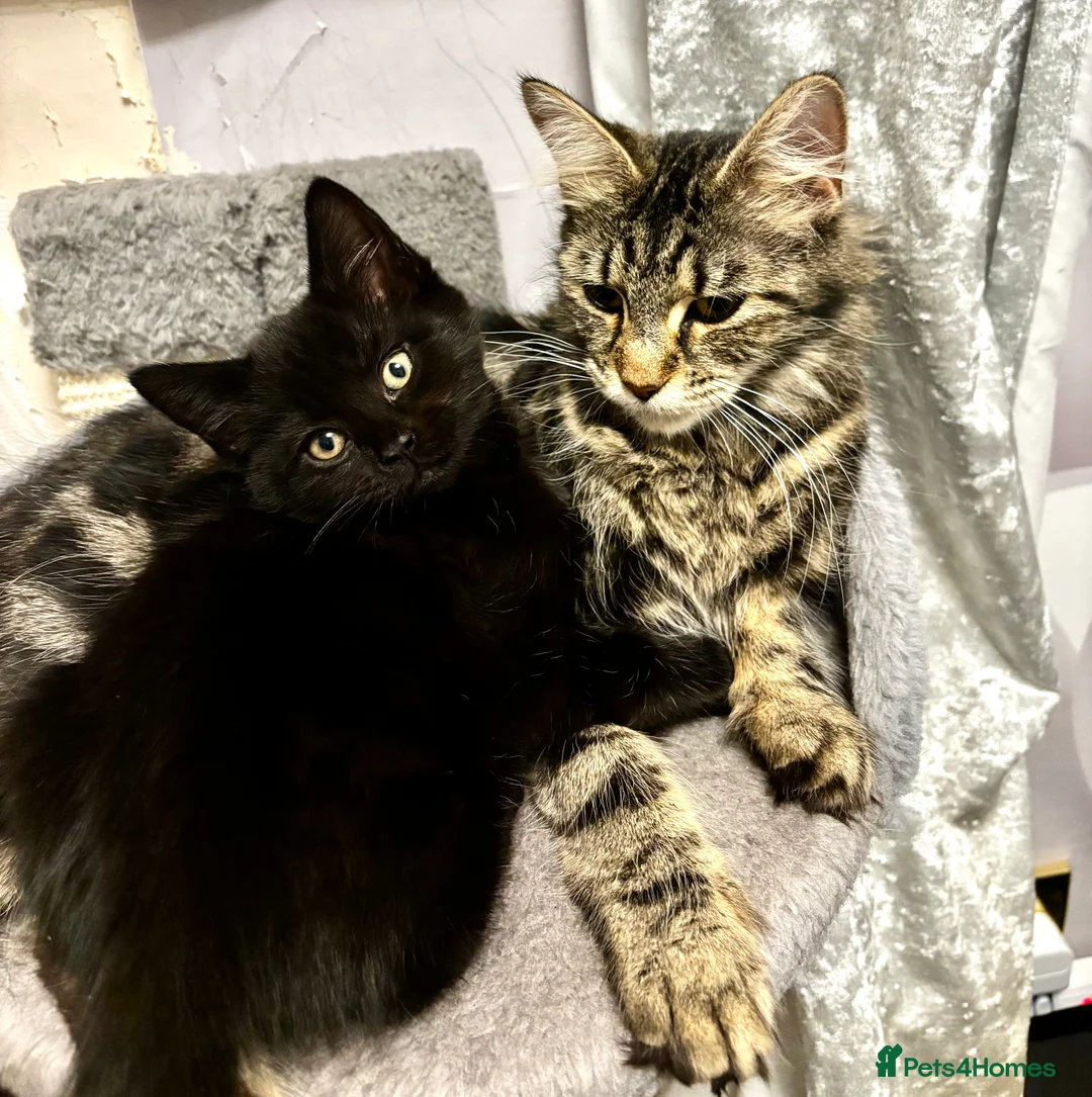 Mixed Breed cats for sale: Fluffy, playful kittens - Advert 2