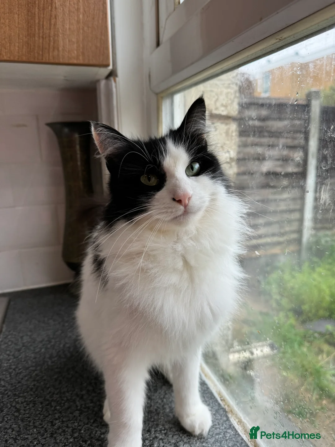 Mixed Breed cats for sale: Beautiful long haired tuxedo needs a home in London - Advert 7
