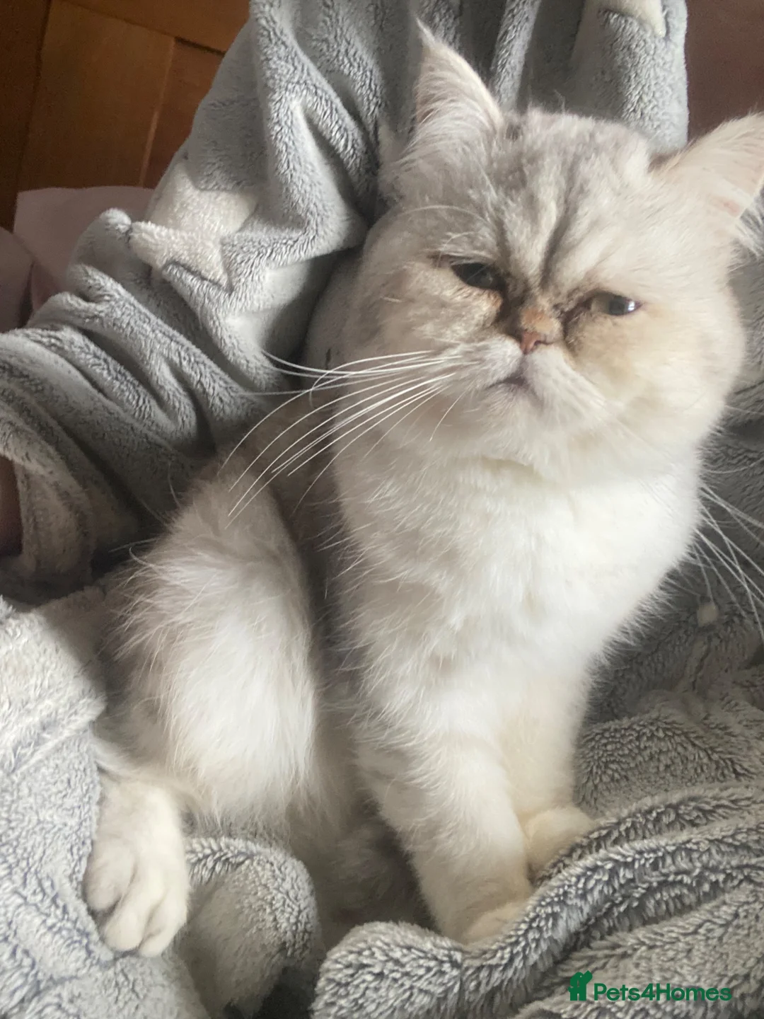 Persian cats for sale: Persian cross kittens - Advert 1