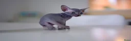 Sphynx cats for sale: Gorgeous silver Sphynx girl - Advert 10