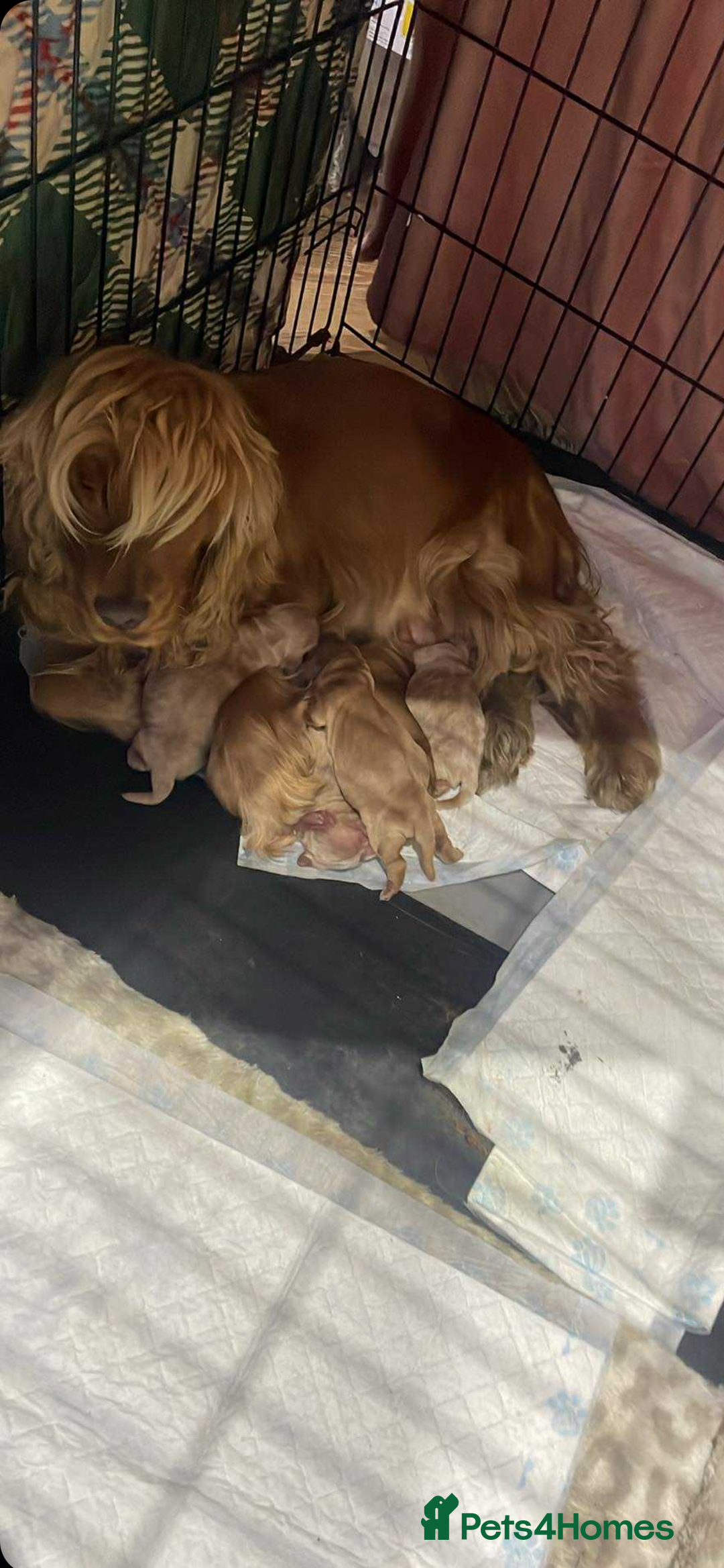 Cocker Spaniel dogs for sale: Worker/show cocker  - Advert 5