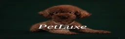 Toy Poodle dogs for sale: Asian poodle, Female ♥️, Surrey based  - Advert 3