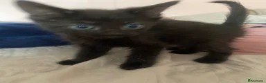  Kitten 4