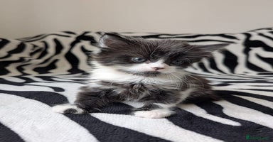 Mixed Breed cats - Advert 14