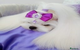 Maltese dogs for stud: ❤️DNA health tested Tiny Korean Maltese boy❤️ - Advert 16