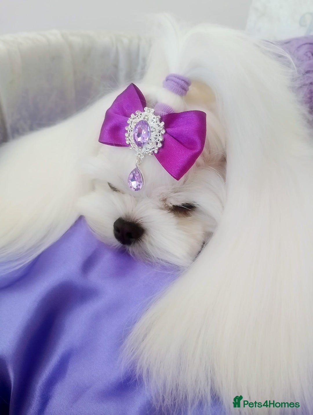 Maltese dogs for stud: ❤️DNA health tested Tiny Korean Maltese boy❤️ - Advert 16