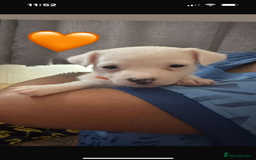 Jack Russell dogs for sale: 5 beautiful jack russel pups  - Image 10