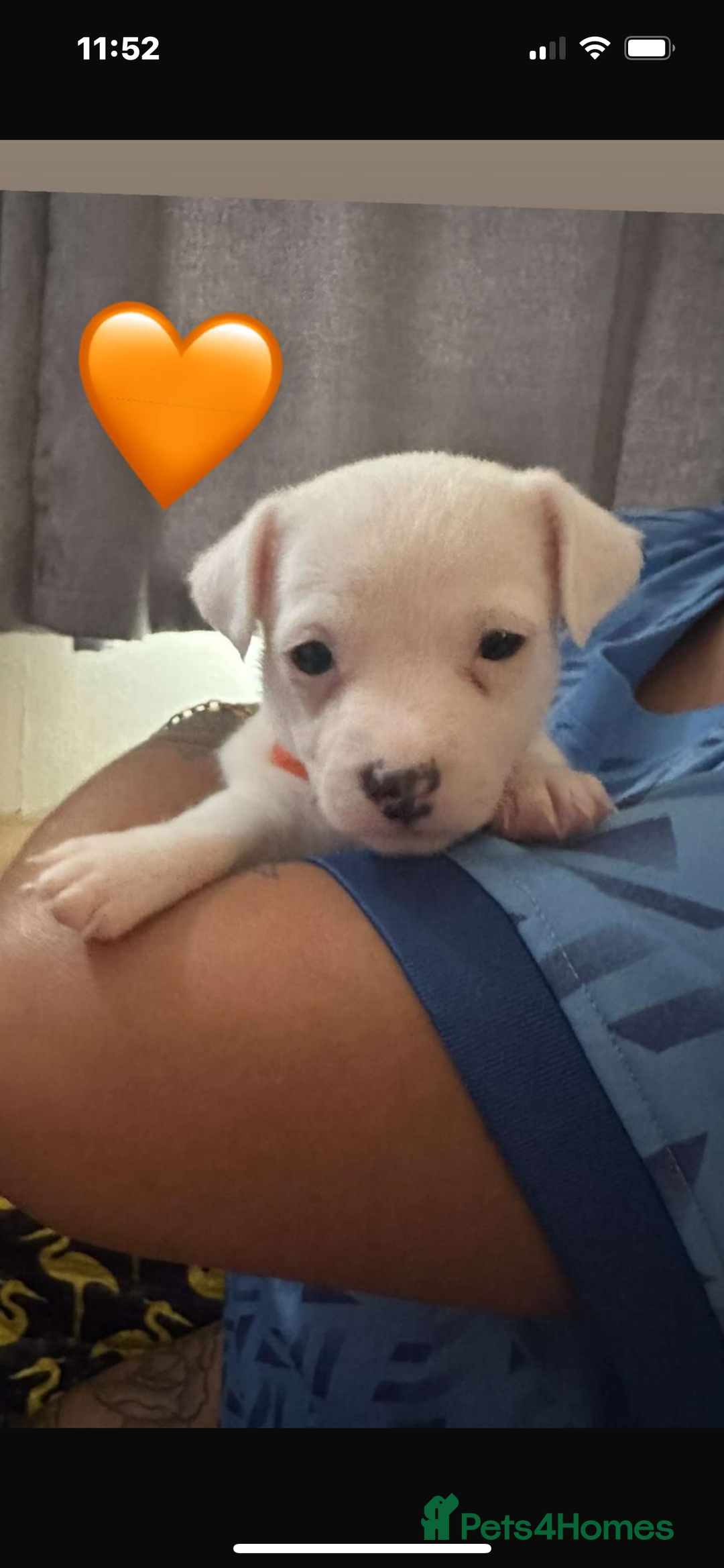 Jack Russell dogs for sale: 5 beautiful jack russel pups  - Image 10