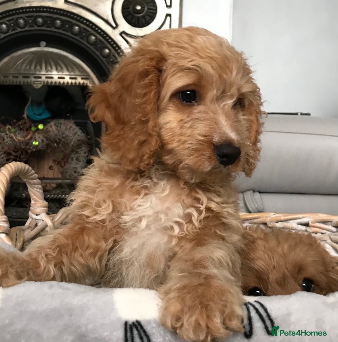 Cockapoo dogs for sale: 🐩🐶STUNNING F1 COCKAPOO PUPPIES🐶🐩 - Image 6