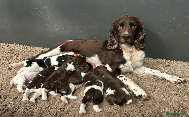 English Springer Spaniel dogs - Advert 3