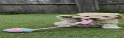 Cockapoo dogs for sale: Blonde beauties, ready to leave Sunday 💎🌸 - Advert 13