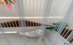 Budgerigars birds for sale: beautiful blue budgie for sale  - Image 2
