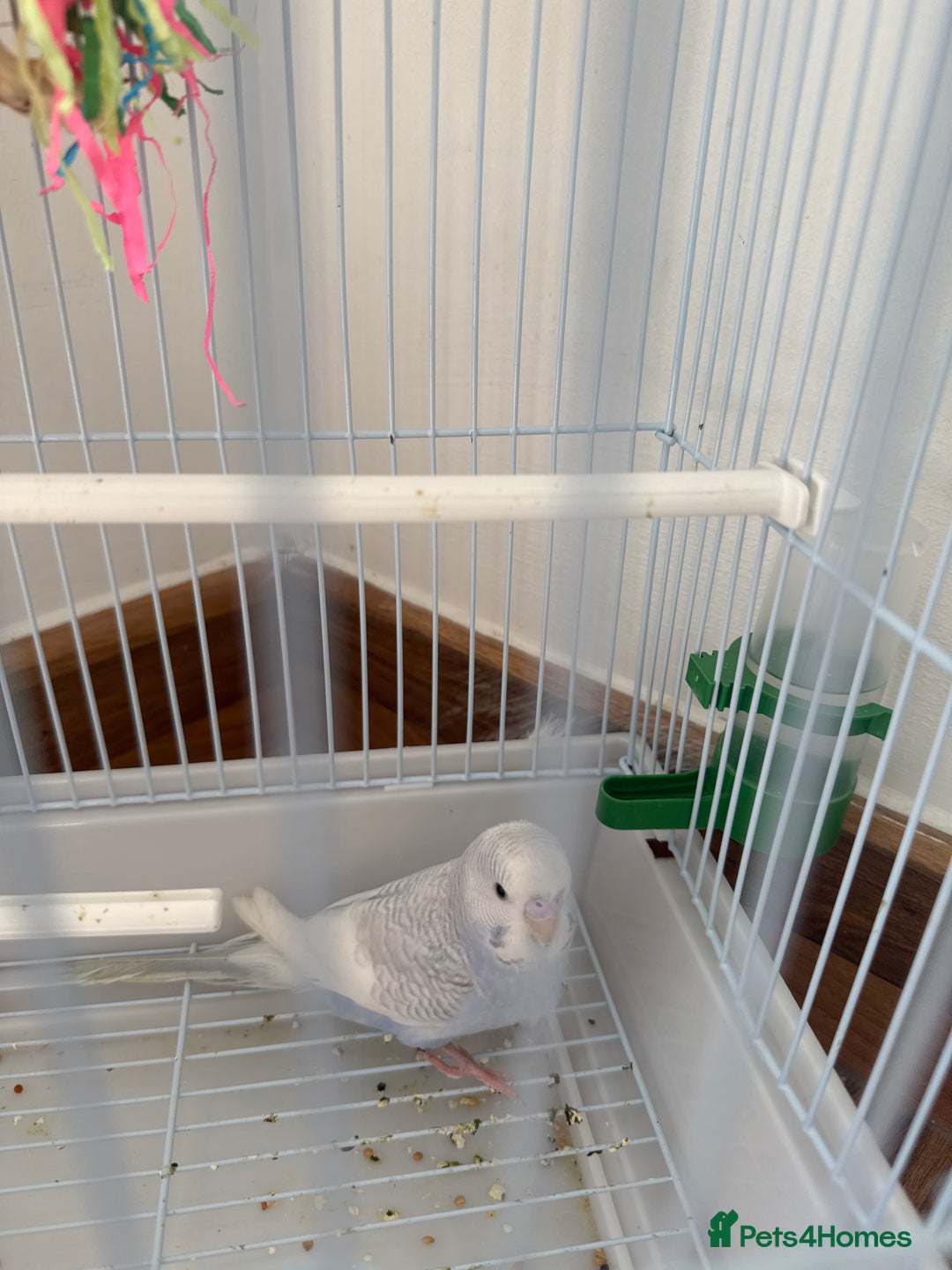 Budgerigars birds for sale: beautiful blue budgie for sale  - Image 2