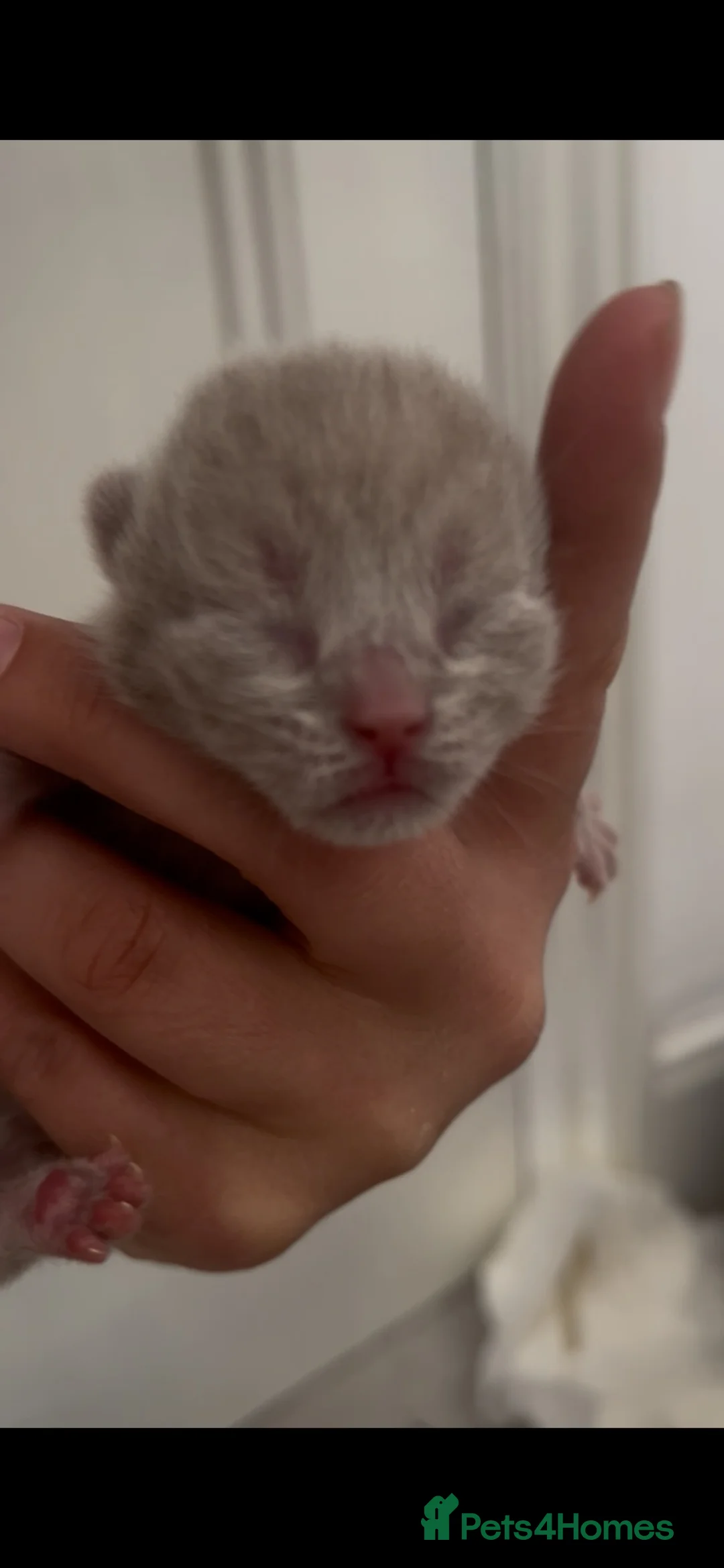 British Shorthair cats for sale: Beautiful British Short Hair Kittens - Advert 35
