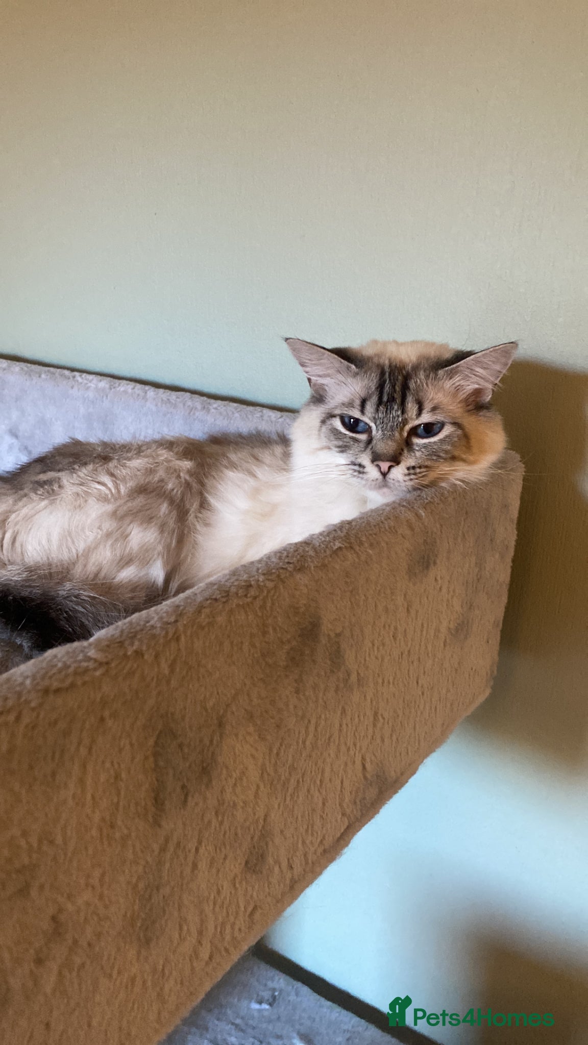 Ragdoll cats Two retired breeding queens available  - Advert 5
