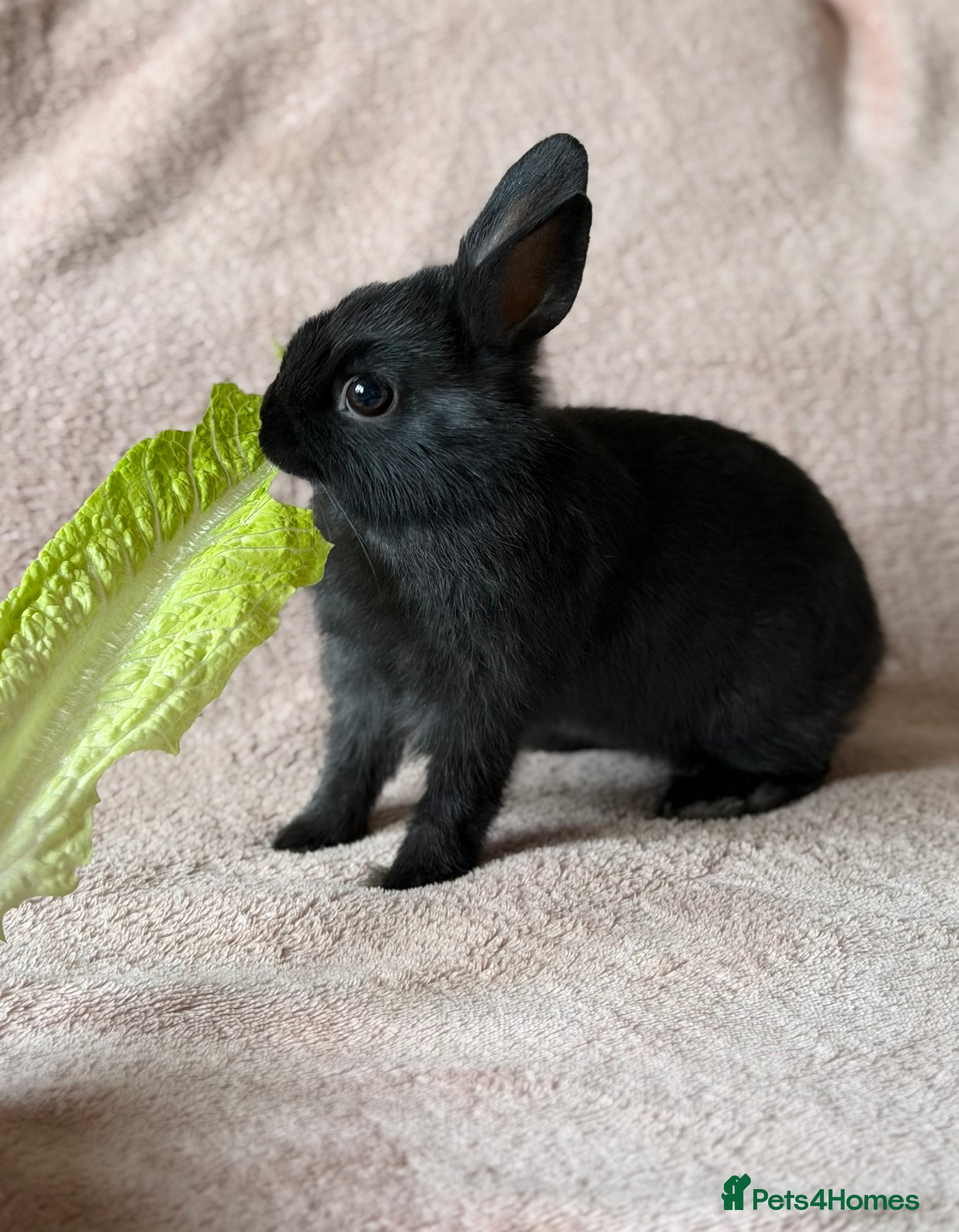 Netherland Dwarf rabbits Netherland Dwarf - Advert 18