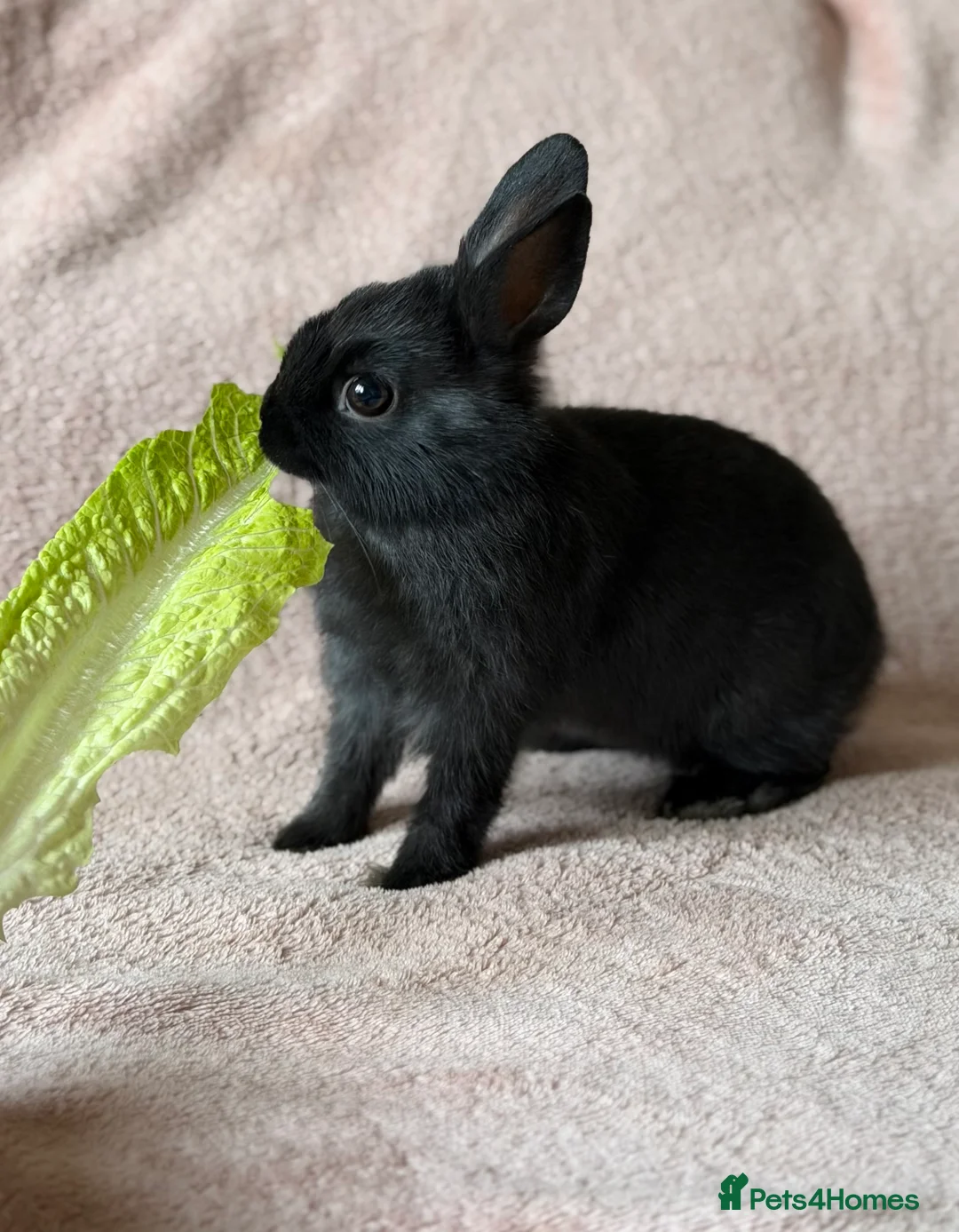 Netherland Dwarf rabbits for sale: Netherland Dwarf - Advert 1