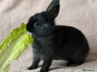 Netherland Dwarf rabbits Netherland Dwarf - Advert 18