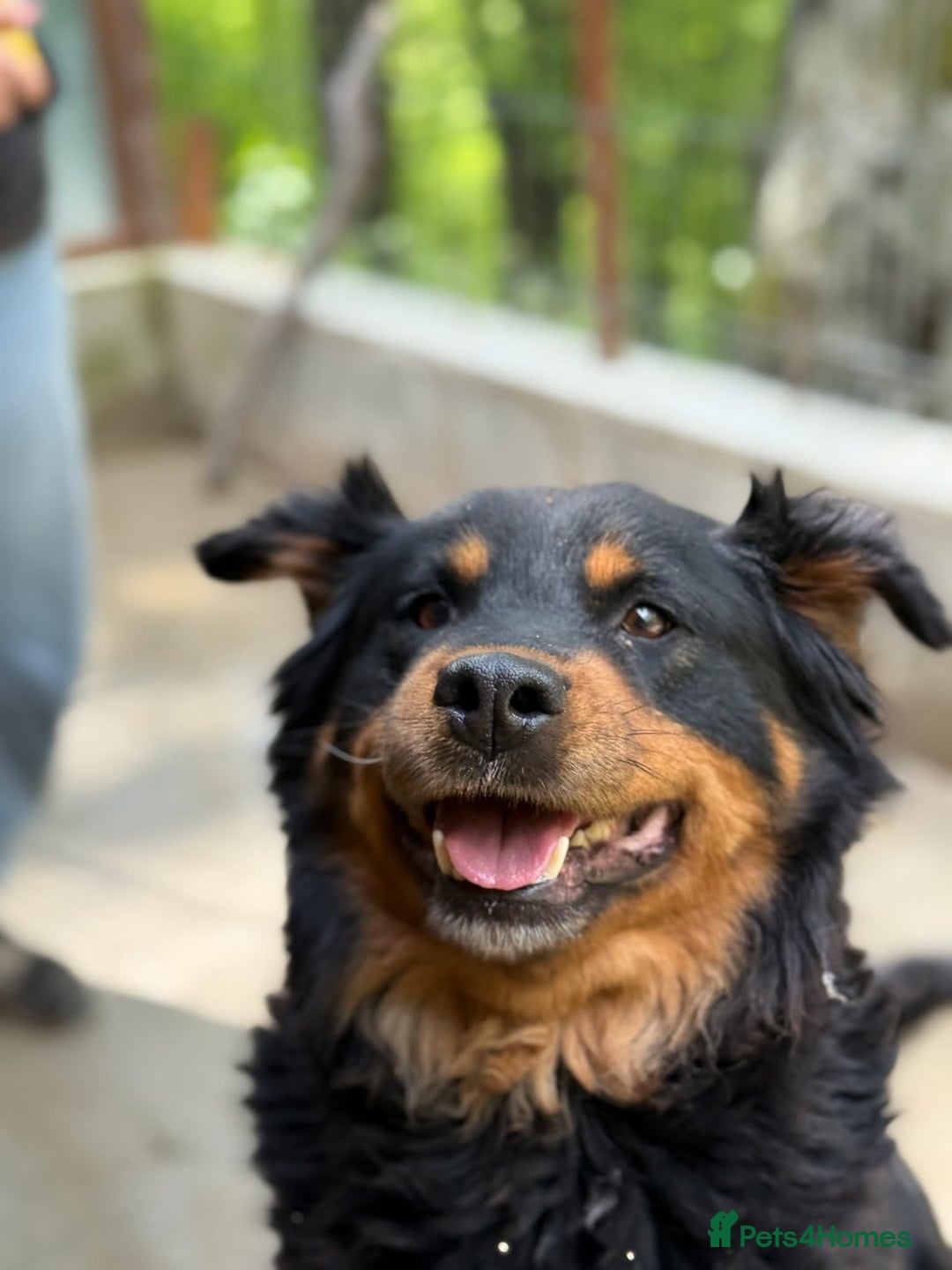 Mixed Breed dogs for adoption: Nutella 💜 - Advert 6