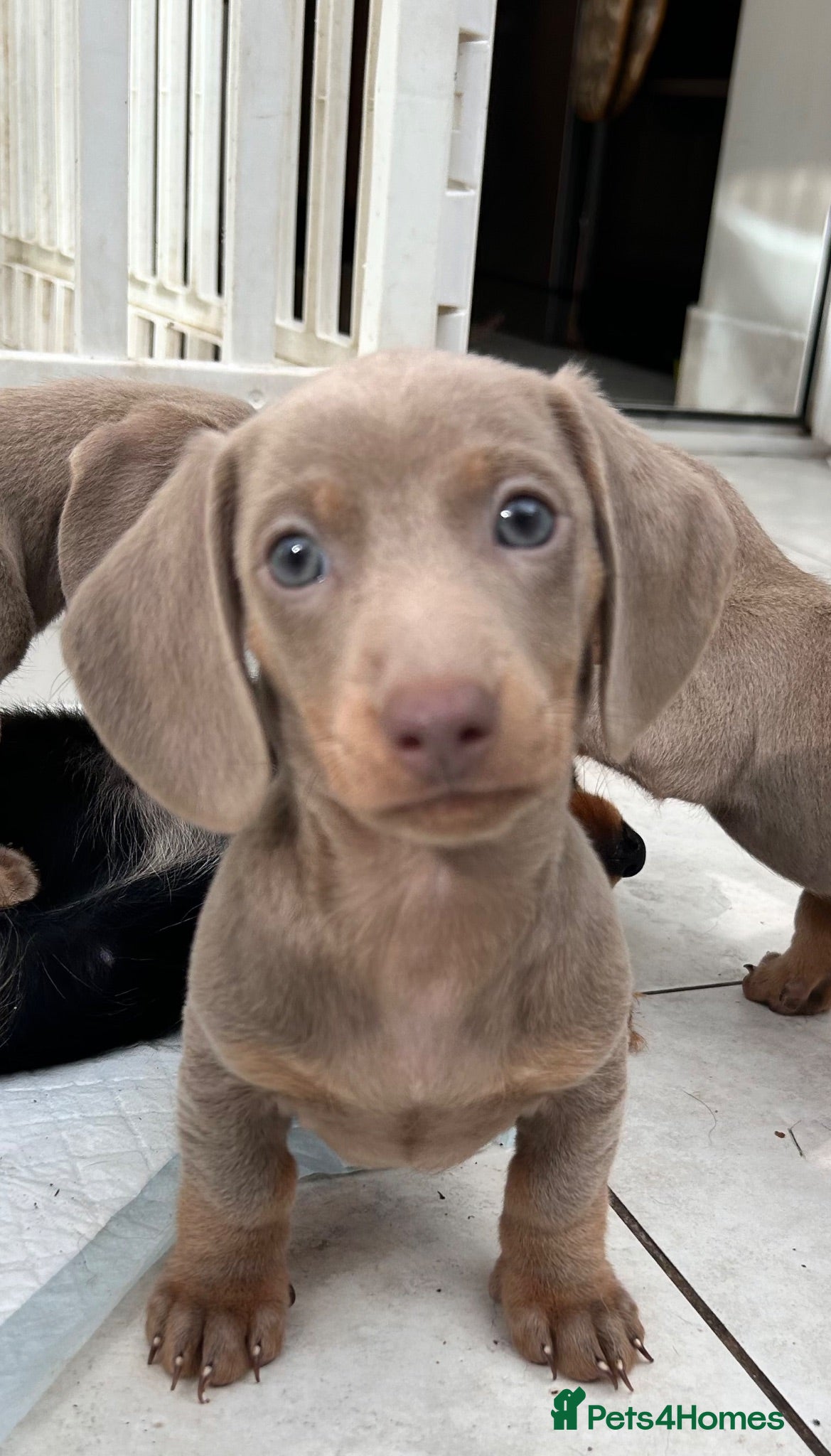 Dachshund dogs Miniature short hair dachshund  - Advert 1