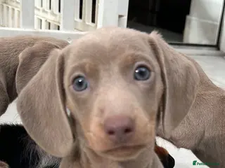 Dachshund dogs Miniature short hair dachshund - Advert 1