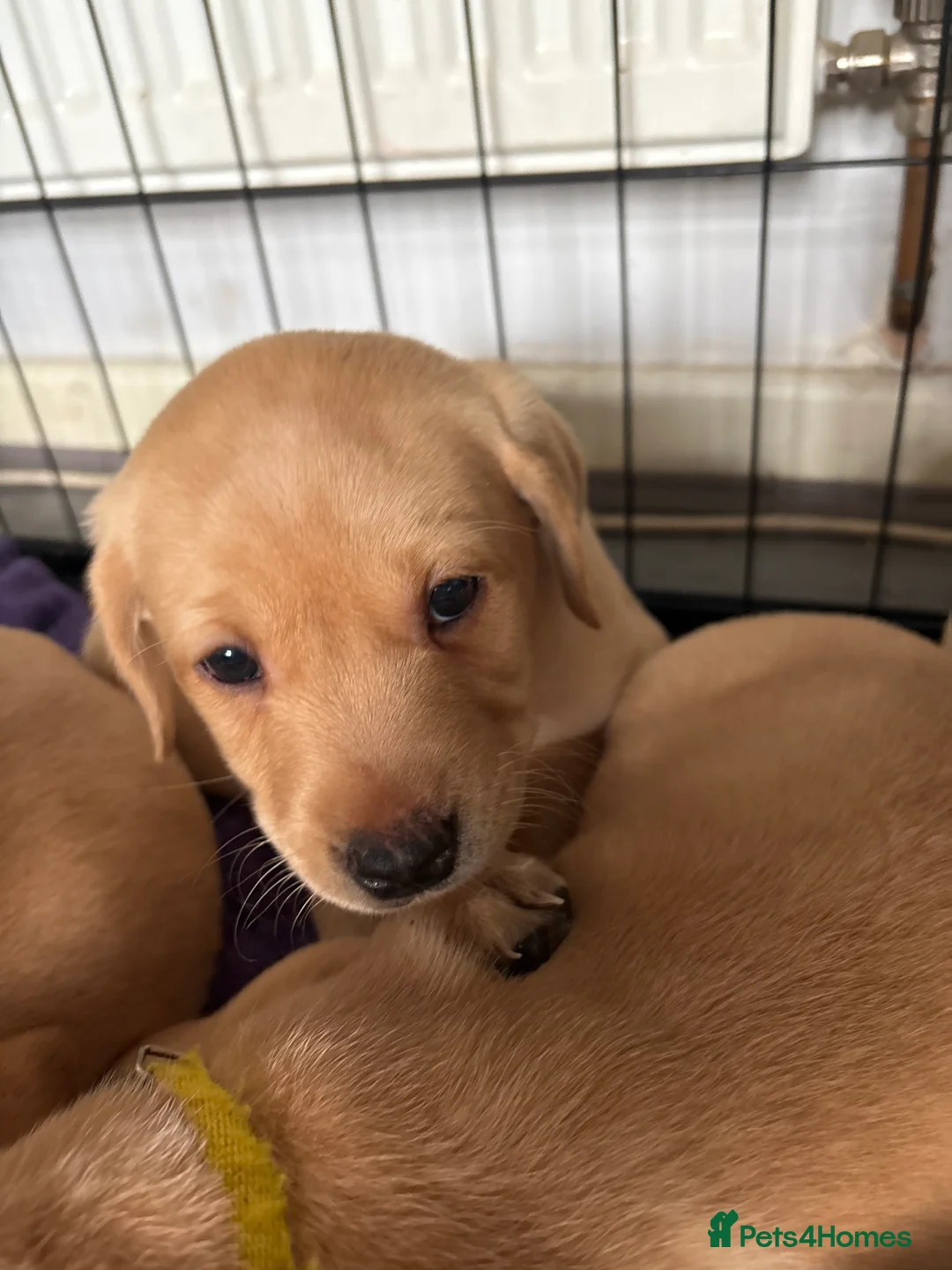 Labrador Retriever dogs for sale: Beautiful Labrador Pup - Advert 30