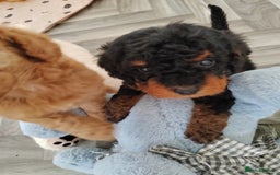 Cavapoo dogs for sale: TOY CAVAPOO DNA TESTED PARENTS AND GRANDPARENTS  - Image 9