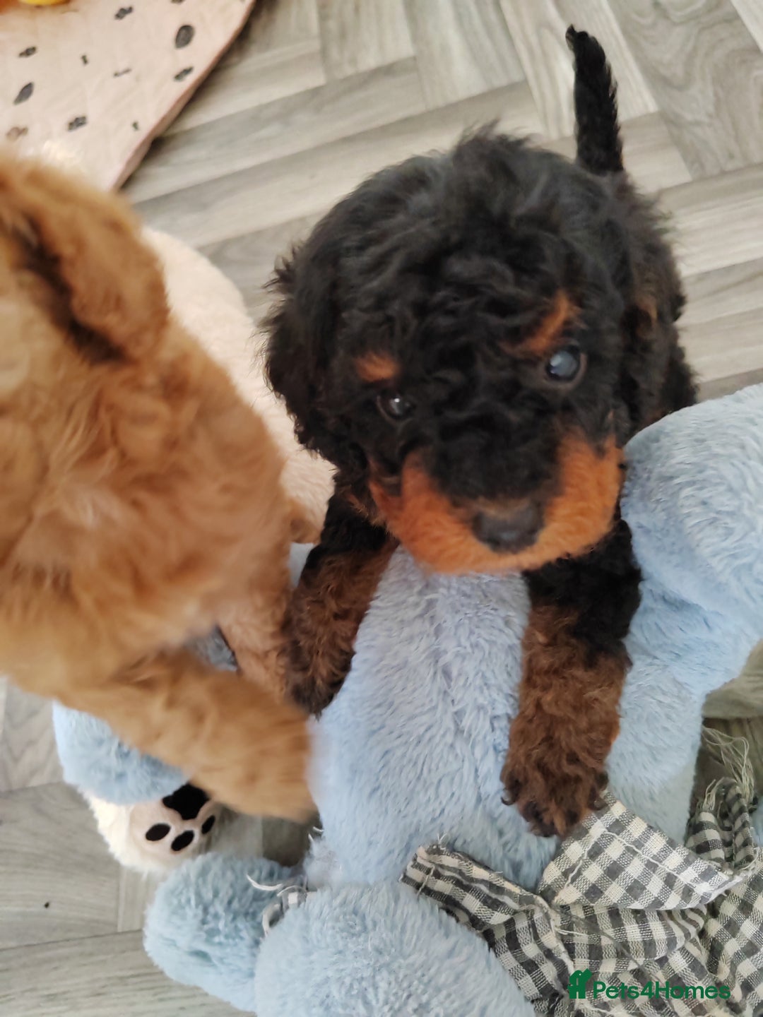 Cavapoo dogs for sale: TOY CAVAPOO DNA TESTED PARENTS AND GRANDPARENTS  - Image 9