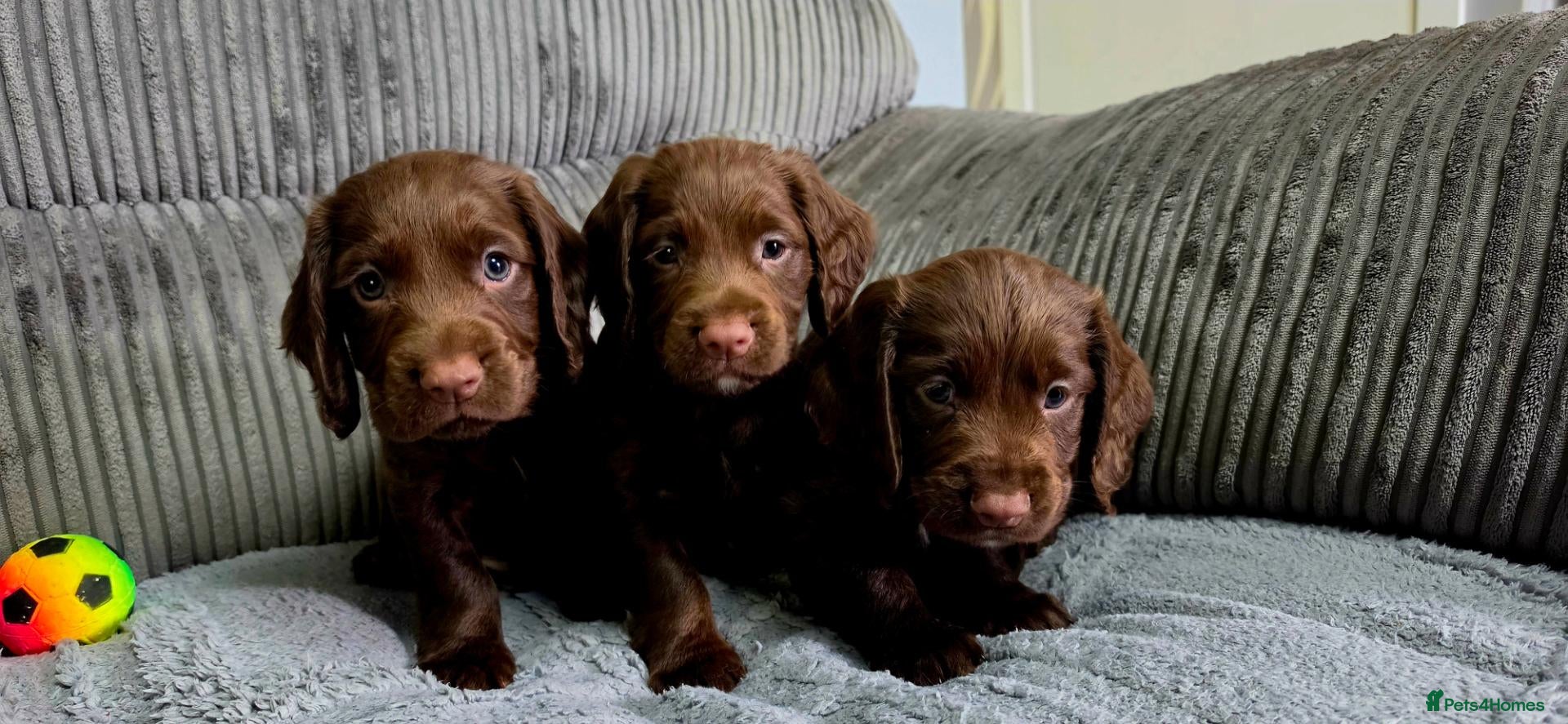 Cocker Spaniel dogs 8 october ready for their homes KC Reg 3 boys avai - Advert 3