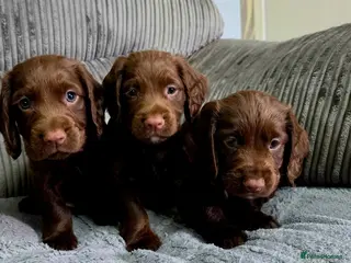 Cocker Spaniel dogs 8 october ready for their homes KC Reg 3 boys avai - Advert 3