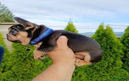 French Bulldog dogs for sale: ❤️ 🐶 beautiful French bulldog puppies ❤️🐶 - Image 28
