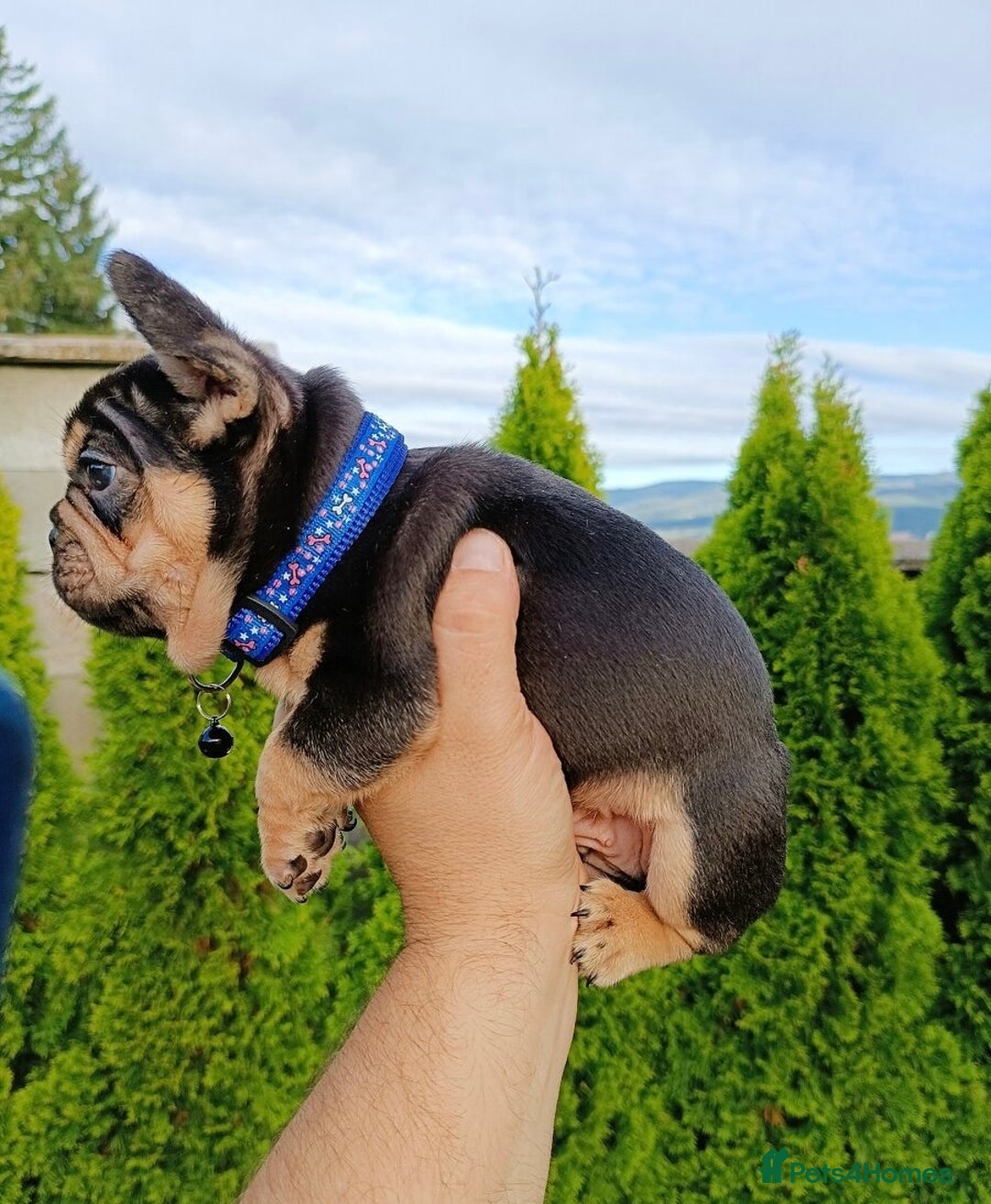 French Bulldog dogs for sale: ❤️ 🐶 beautiful French bulldog puppies ❤️🐶 - Image 28