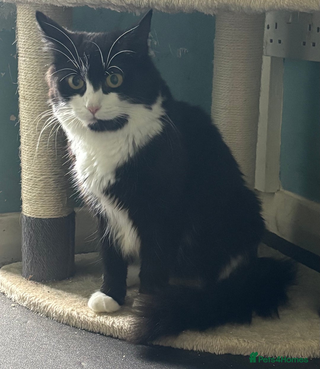 Domestic Shorthair cats for adoption: Adopt from Cats in Crisis East London  - Image 3