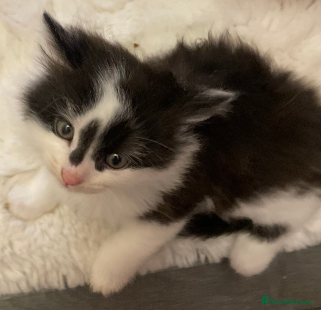 Turkish Angora cats for sale: Turkish angora kitten  - Image 7