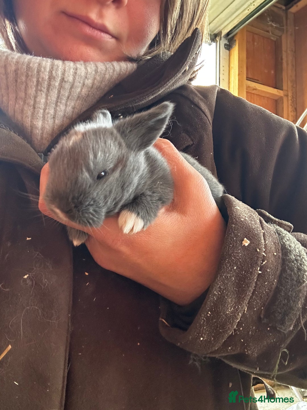 Mixed Breed rabbits for sale: Mini lop x lop  - Advert 8