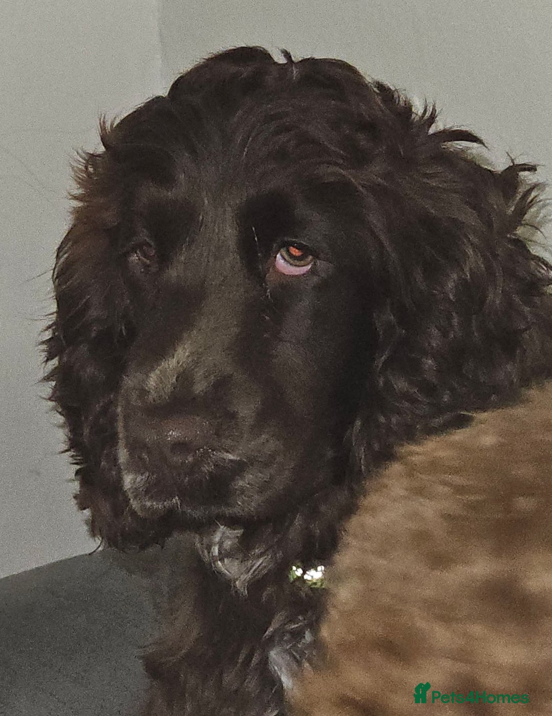 Cocker Spaniel dogs for sale: Ruby 1 year old chocolate roan female  - Advert 2