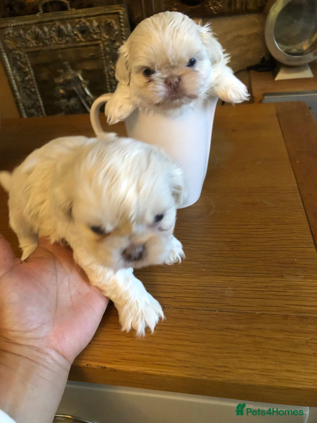 Shih Tzu dogs for sale: Beautiful pedigree imperial Shih zhus - Advert 1