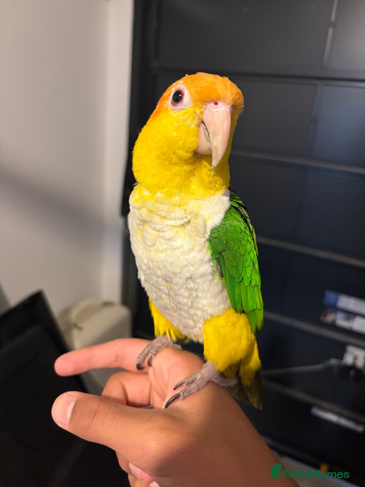 Parrots birds Beutiful caique tame - Advert 1