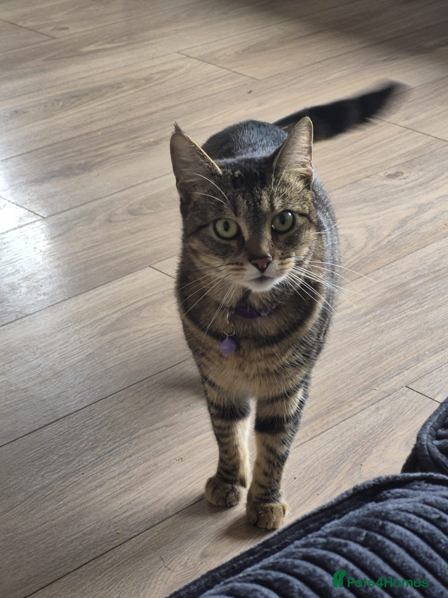 Mixed Breed cats Tilly - Advert 1