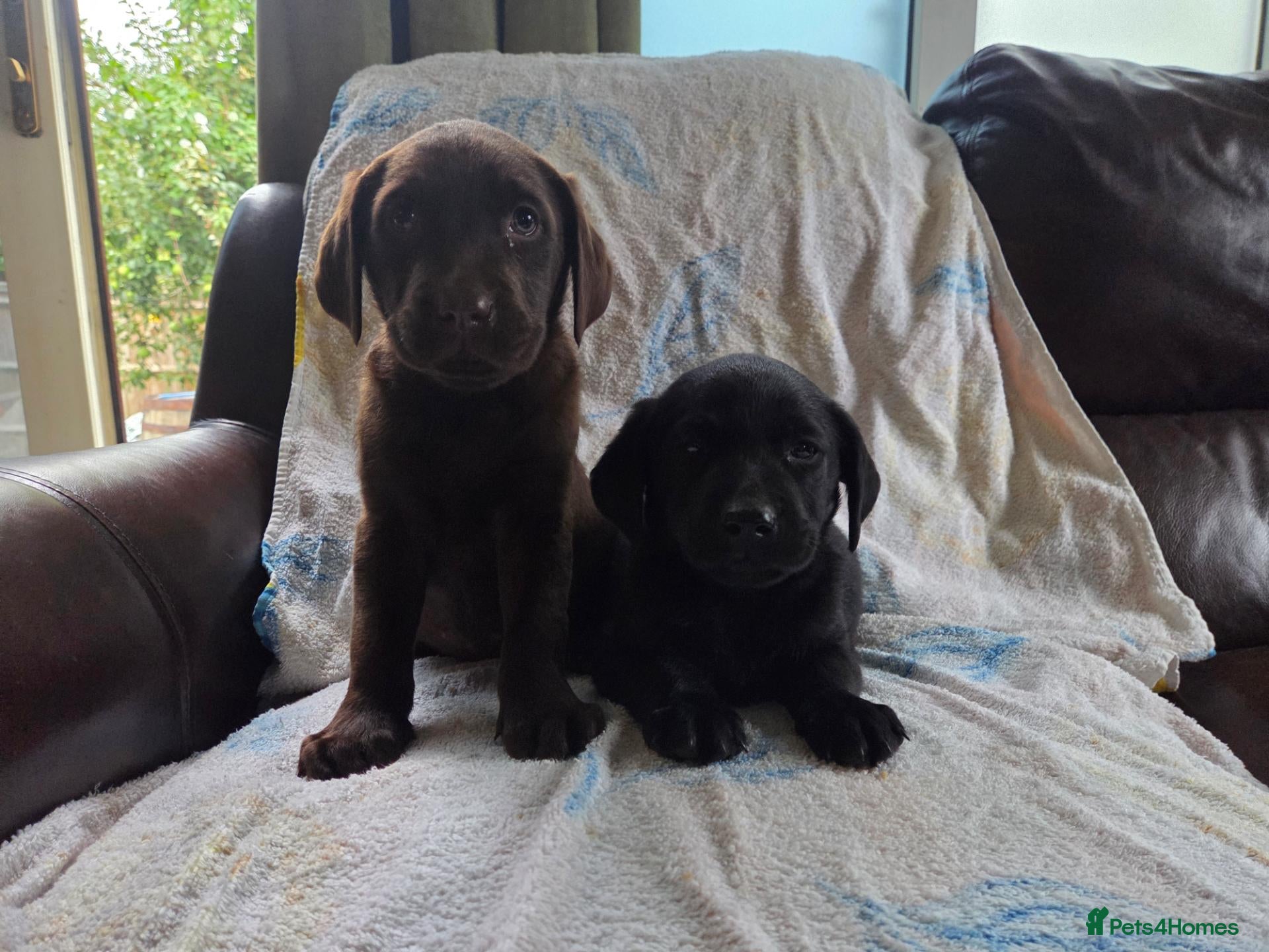 Labrador Retriever dogs Chocolate and black KC registered labrador pups - Advert 16