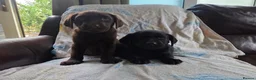 Labrador Retriever dogs for sale: Chocolate and black KC registered labrador pups - Advert 3