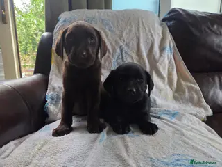 Labrador Retriever dogs Chocolate and black KC registered labrador pups - Advert 16